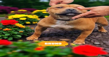 Staffordshire Bull Terrier dogs - Advert 3