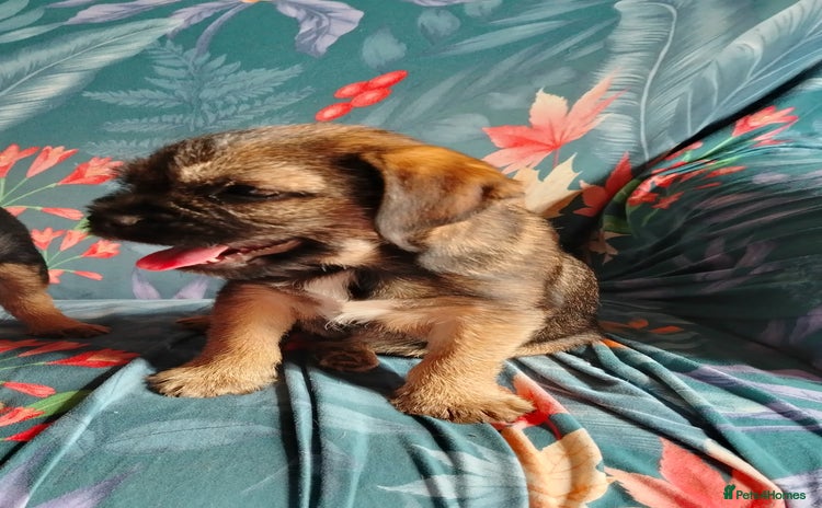 Border Terrier dogs - Advert 4