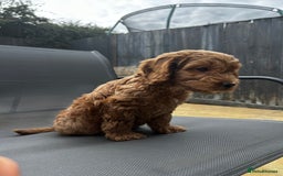 Cockapoo dogs for sale: 12 Weeks old male cockapoo  - Image 6