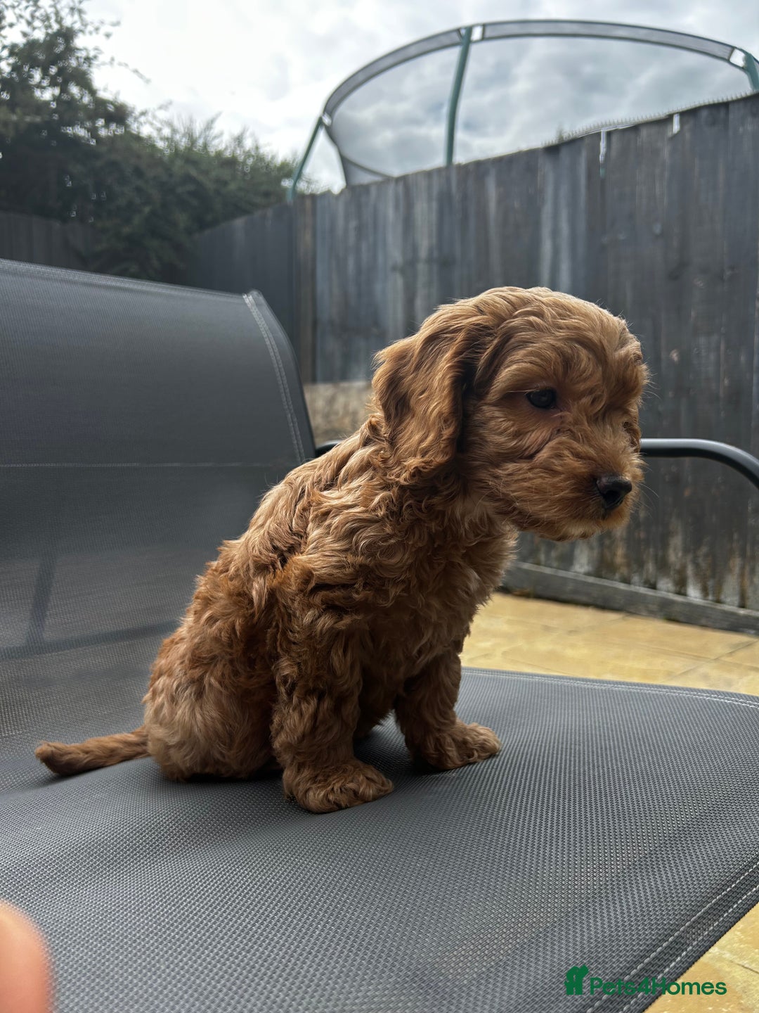 Cockapoo dogs for sale: 12 Weeks old male cockapoo  - Image 6