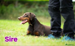 Dobermann dogs for sale: Gorgeous KC Dobermann Puppies  - Image 14