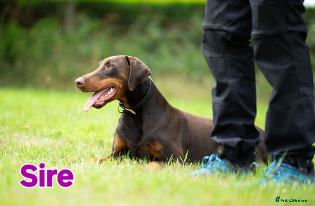 Dobermann dogs for sale: Gorgeous KC Dobermann Puppies  - Image 14