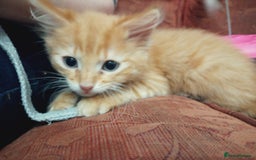 Mixed Breed cats for sale: 2 Beautiful Male Ginger Fluffy Kittens - Image 10