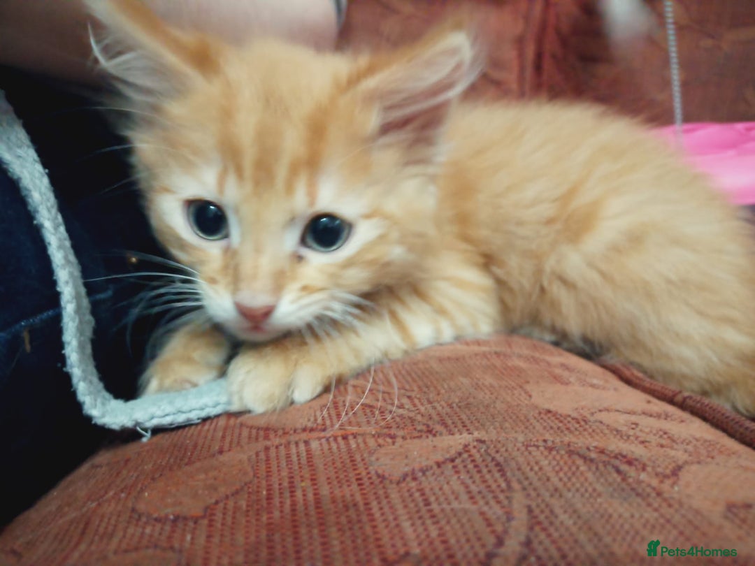 Mixed Breed cats for sale: 2 Beautiful Male Ginger Fluffy Kittens - Image 10