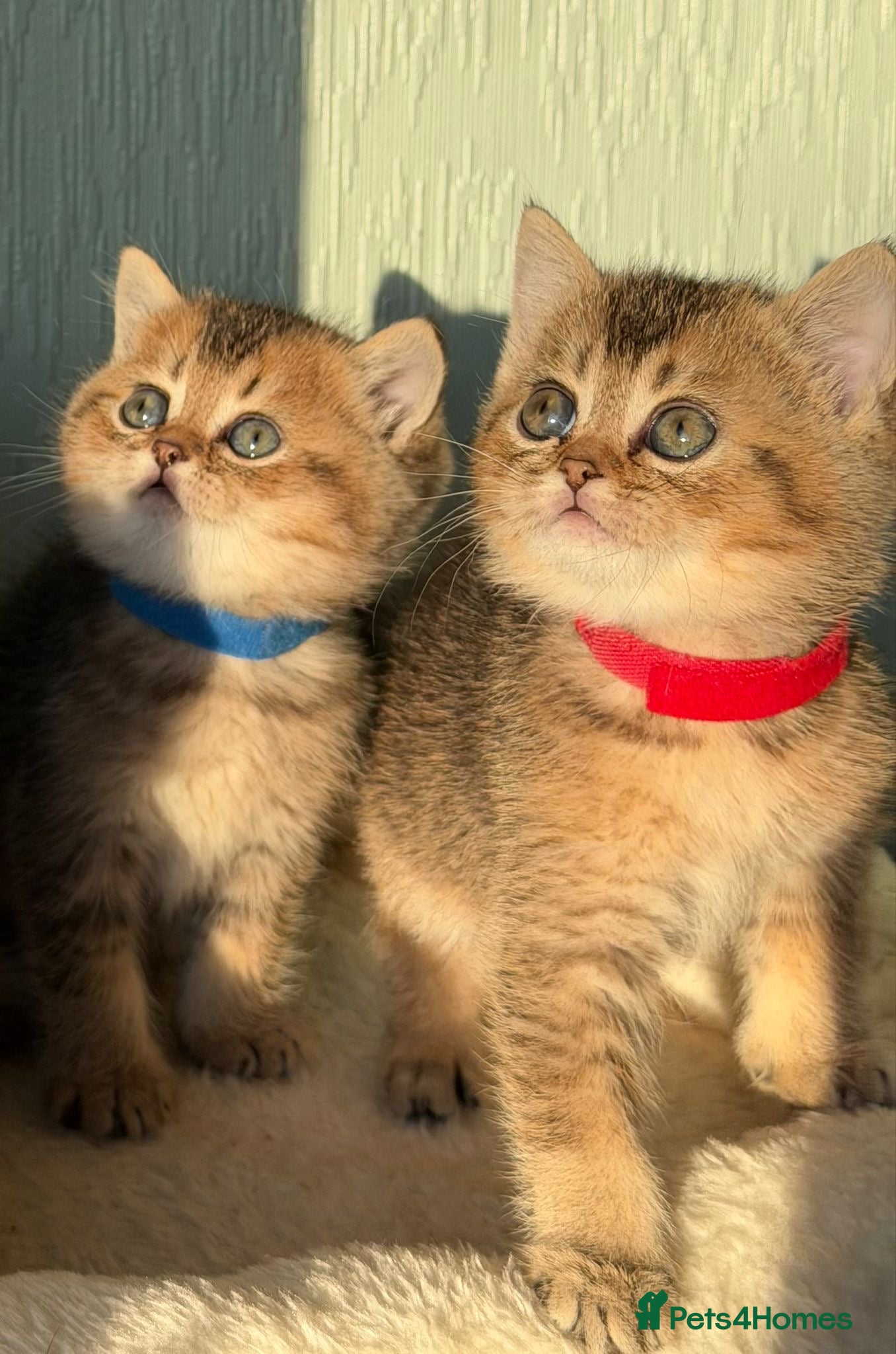 British Shorthair cats ⭐️Stunning BSH kittens GCCF registered ⭐️ - Advert 15