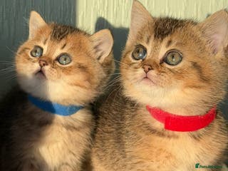 British Shorthair cats ⭐️Stunning BSH kittens GCCF registered ⭐️ - Advert 13
