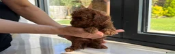 Toy Poodle dogs for sale: Gorgeous toy poodle x Asian toy poodle DNA tested - Advert 6