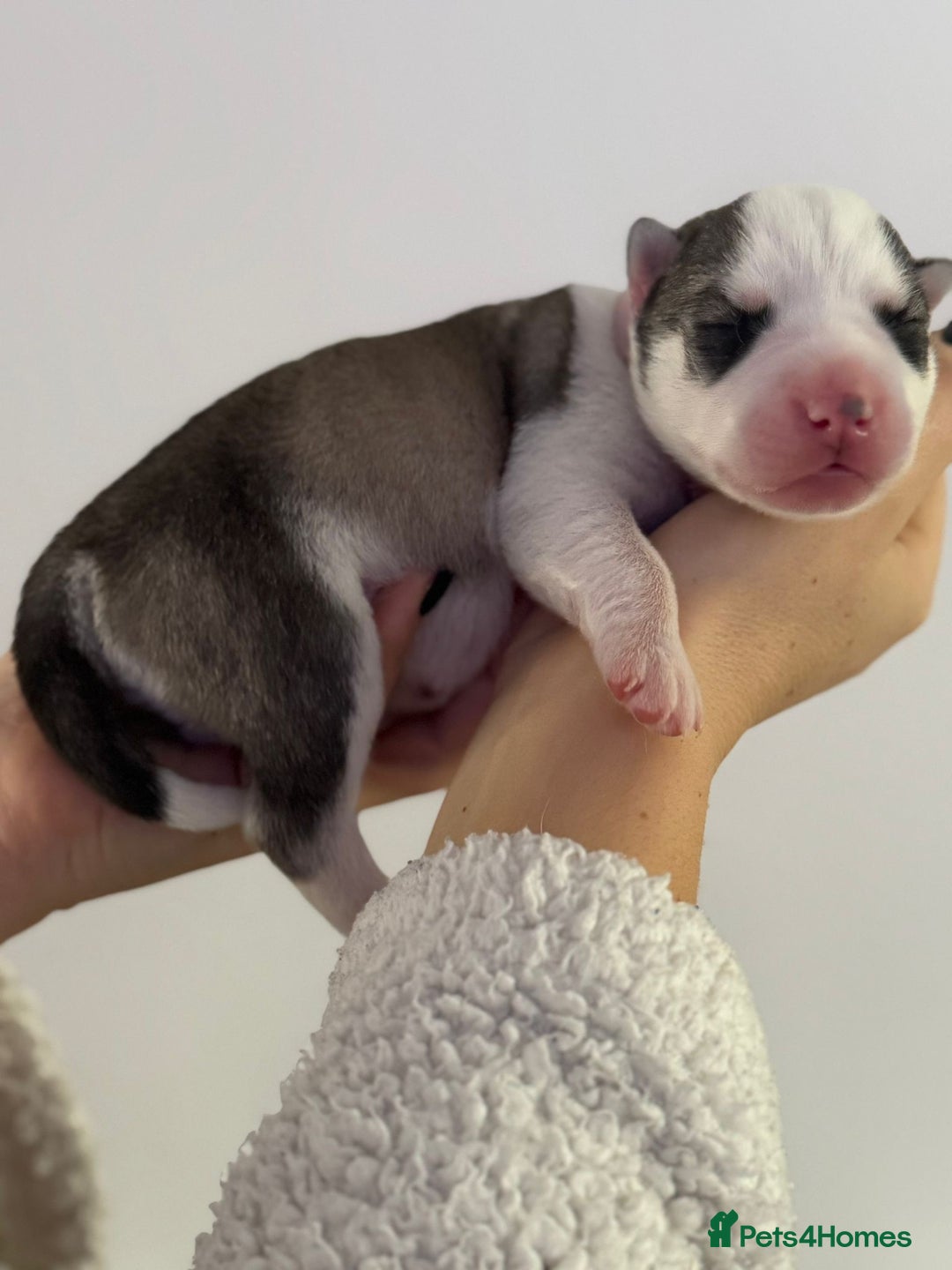 Siberian Husky dogs for sale: Beautiful Siberian Husky Puppies Ready to Reserve - Advert 13