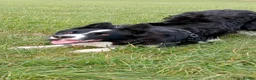 Border Collie dogs for sale: Looking for a forever home - Advert 13