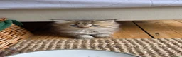 British Longhair cats for sale: Adorable British Shorthair Teddy Kittens - Advert 5