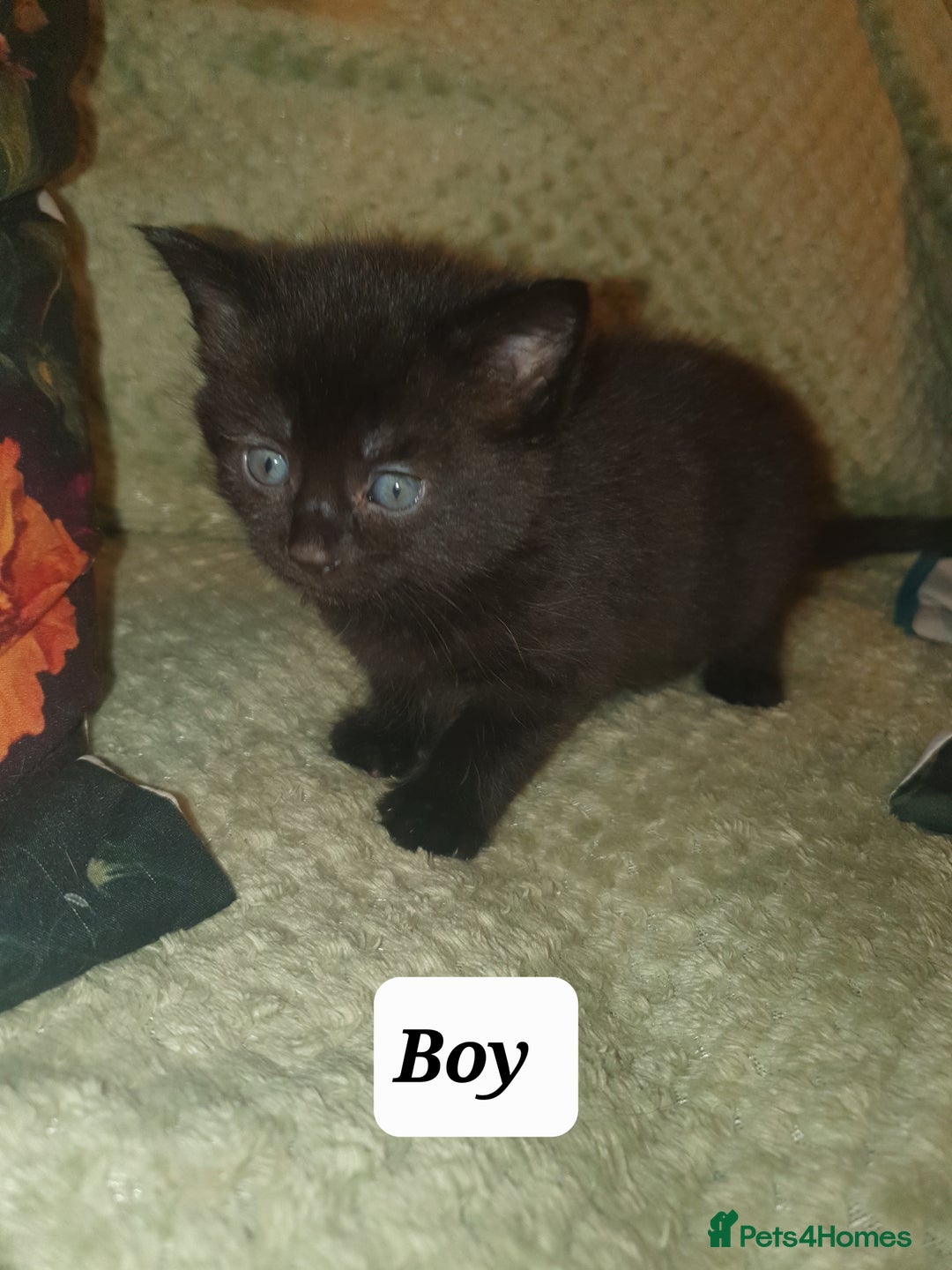 British Shorthair cats for sale: Beautiful kittens for sale  - Advert 7