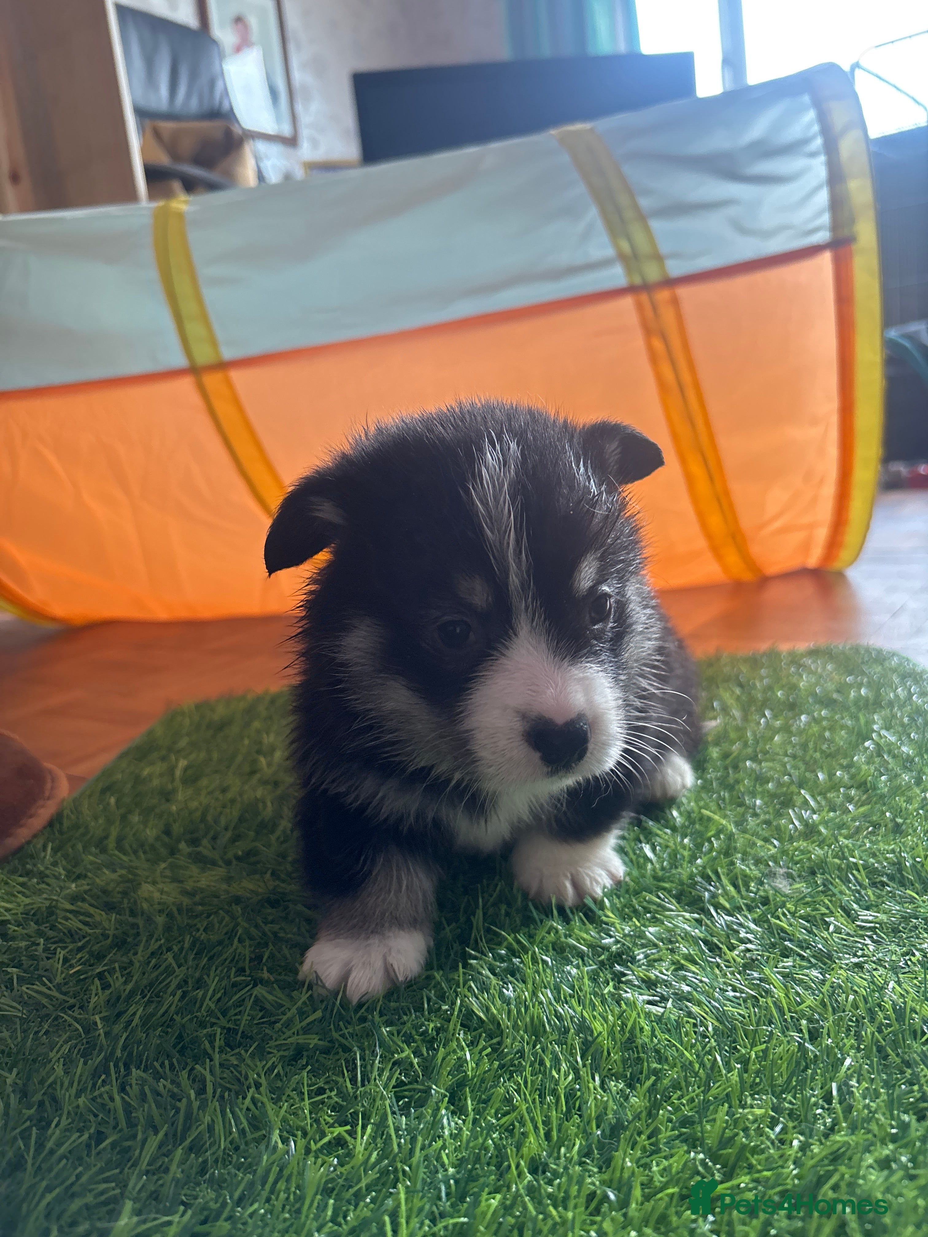 Welsh Corgi Pembroke dogs for sale: Stunning champion breed Tri Corgi Puppies  - Advert 4