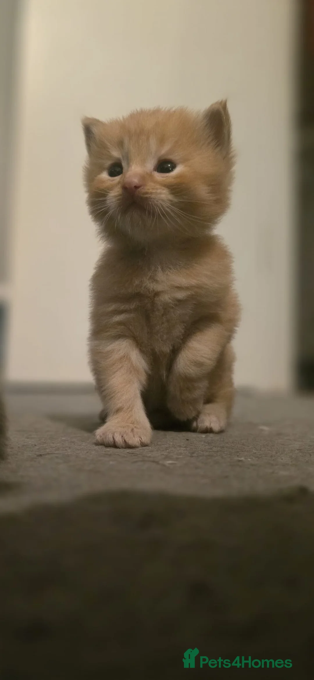 Ragdoll cats for sale: Ragdoll x Siberian mix - Advert 15