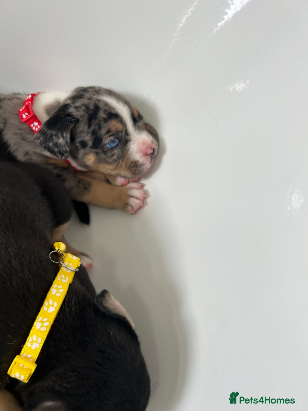 American Bully dogs for sale: Pocket bullies - Image 4