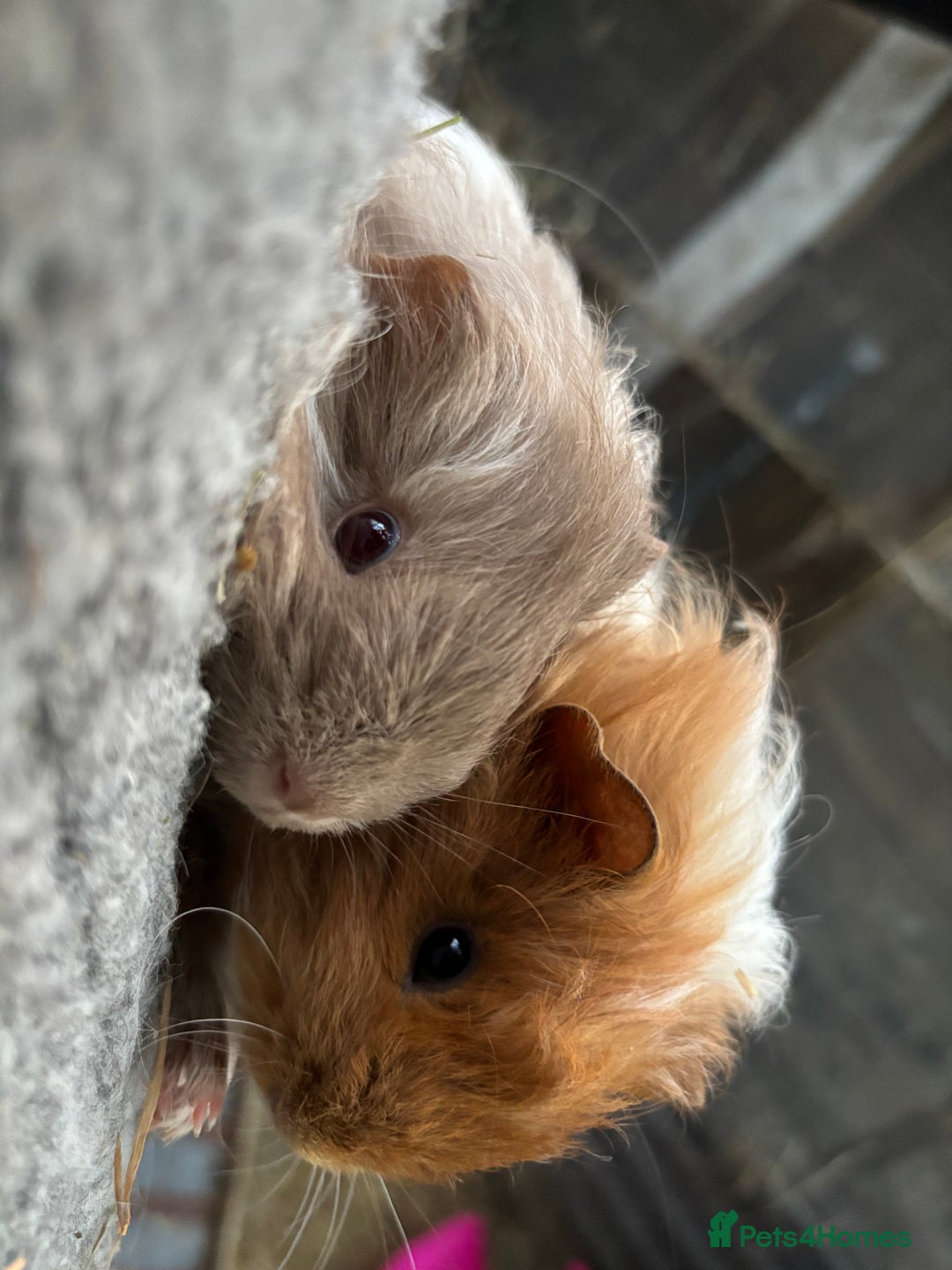 Guinea Pig rodents for sale: 2 baby sister guineas - very friendly / handled  - Advert 1