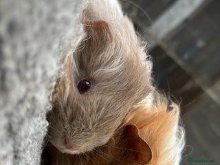Guinea Pig rodents 2 baby sister guineas - very friendly / handled - Advert 1