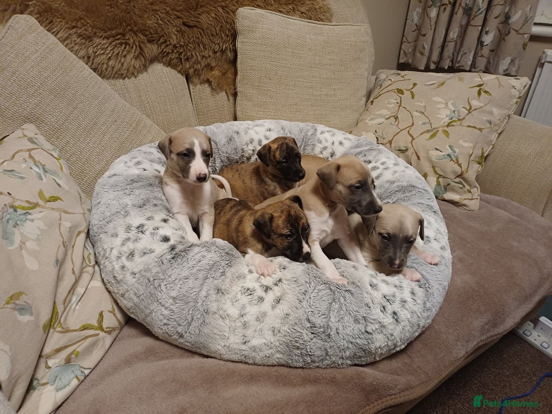 Whippet dogs for sale: KC  REG WHIPPET PUPS - Advert 15