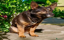 Bearded Collie dogs for adoption: Tiffany: The Dog Who Was Saved  - Image 3