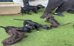 Labradoodle dogs for sale: Labradoodle puppies - Image 2