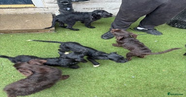 Labradoodle dogs - Advert 6