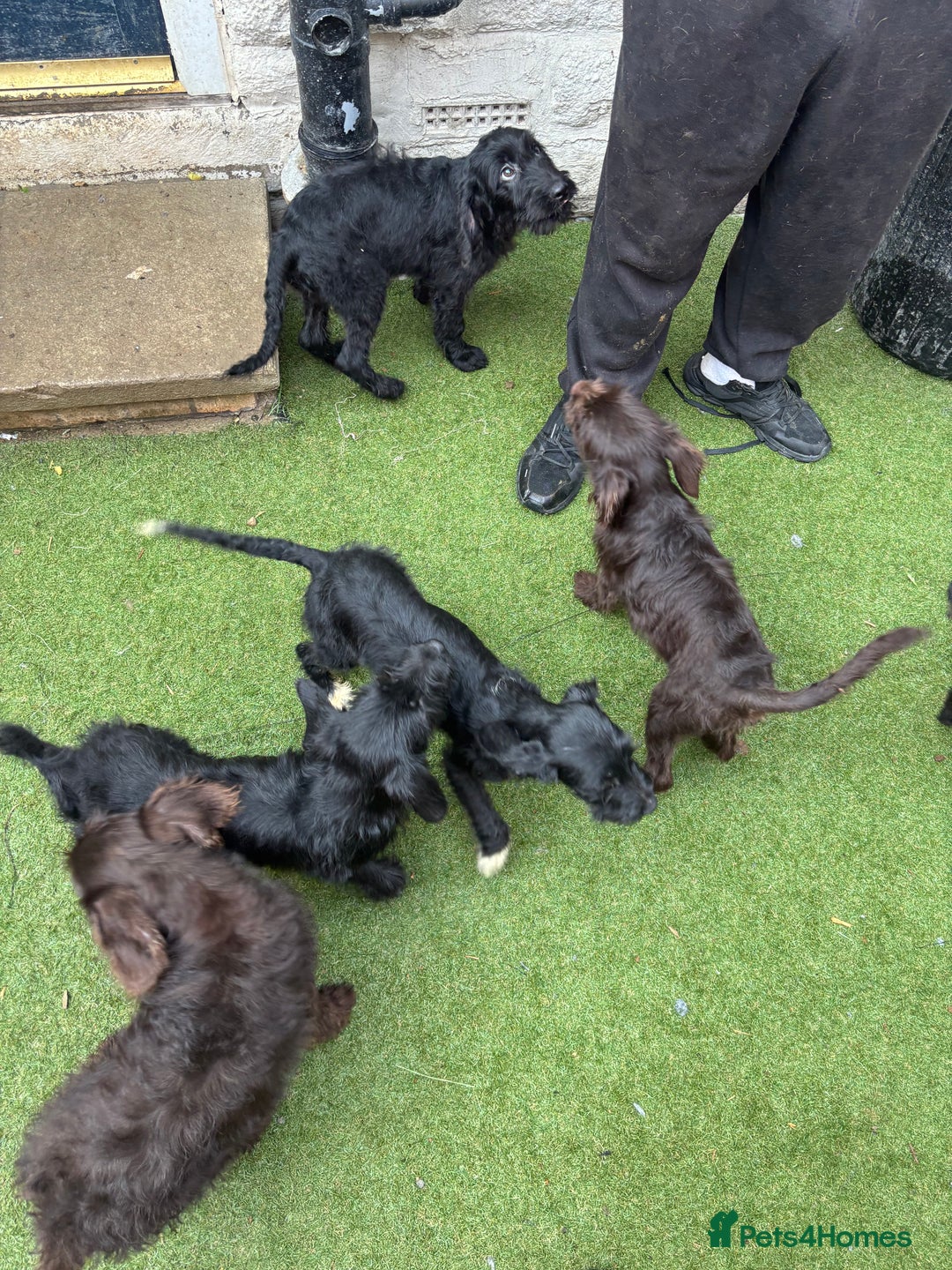 Labradoodle dogs for sale: Labradoodle puppies - Image 2