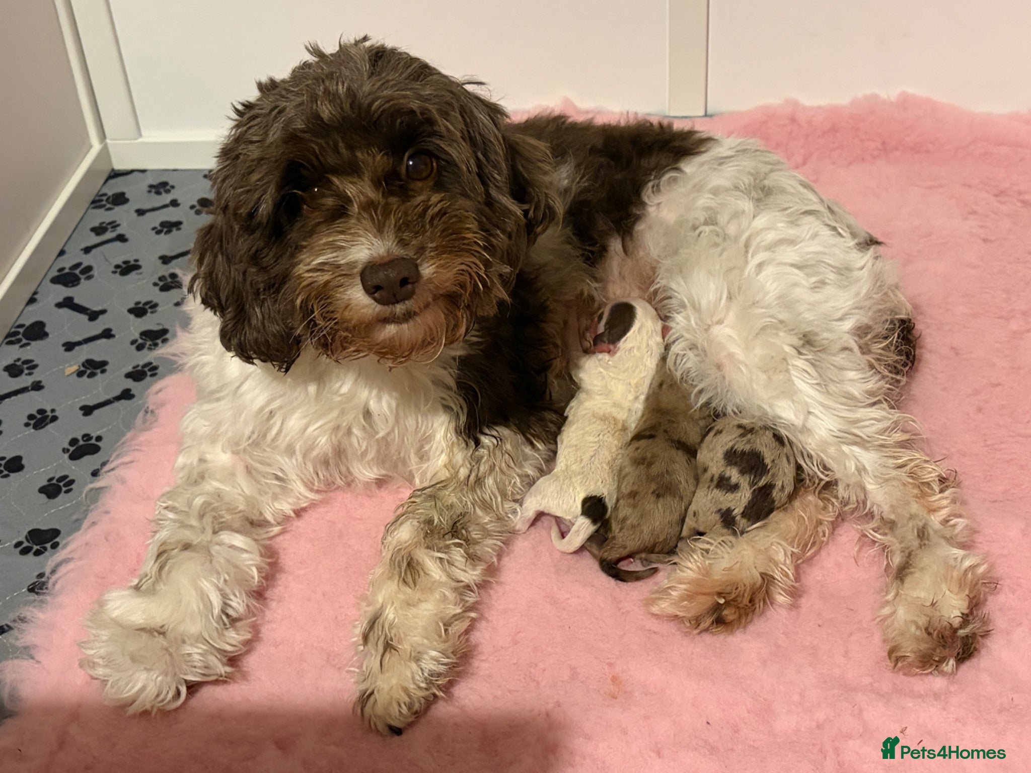 Cockapoo dogs Beautiful litter of f1b cockapoo girls - Advert 8