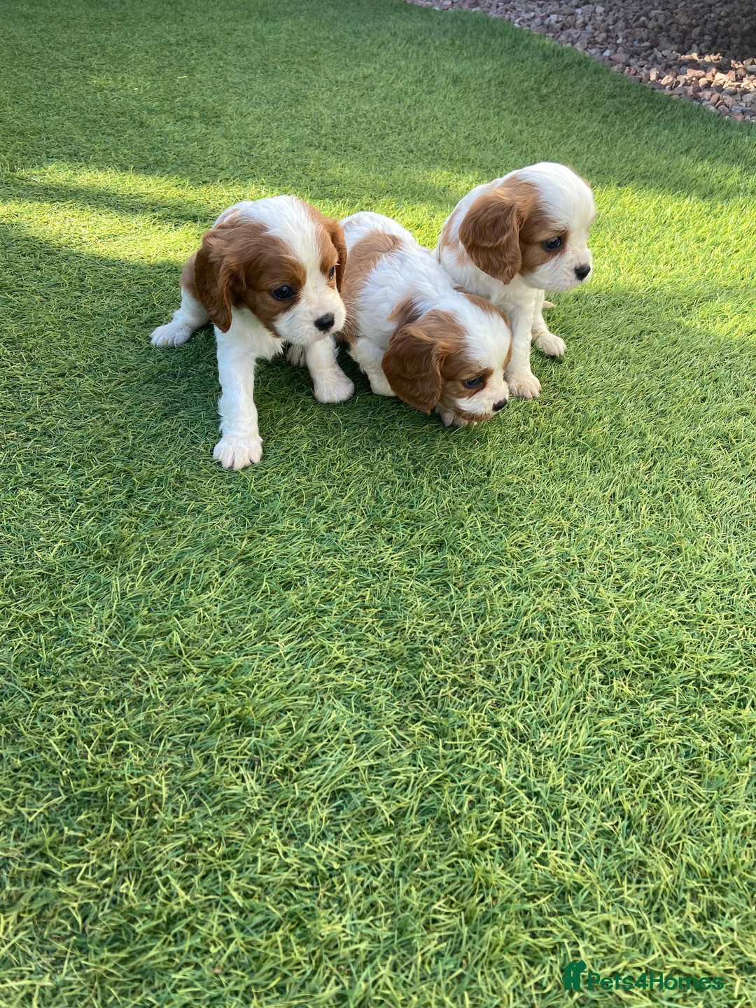 Cavalier King Charles Spaniel dogs for sale: Last girl remaining - Advert 4