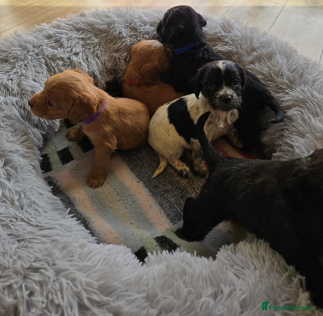 Cocker Spaniel dogs for sale: Outstanding cocker spaniel pups - Image 12