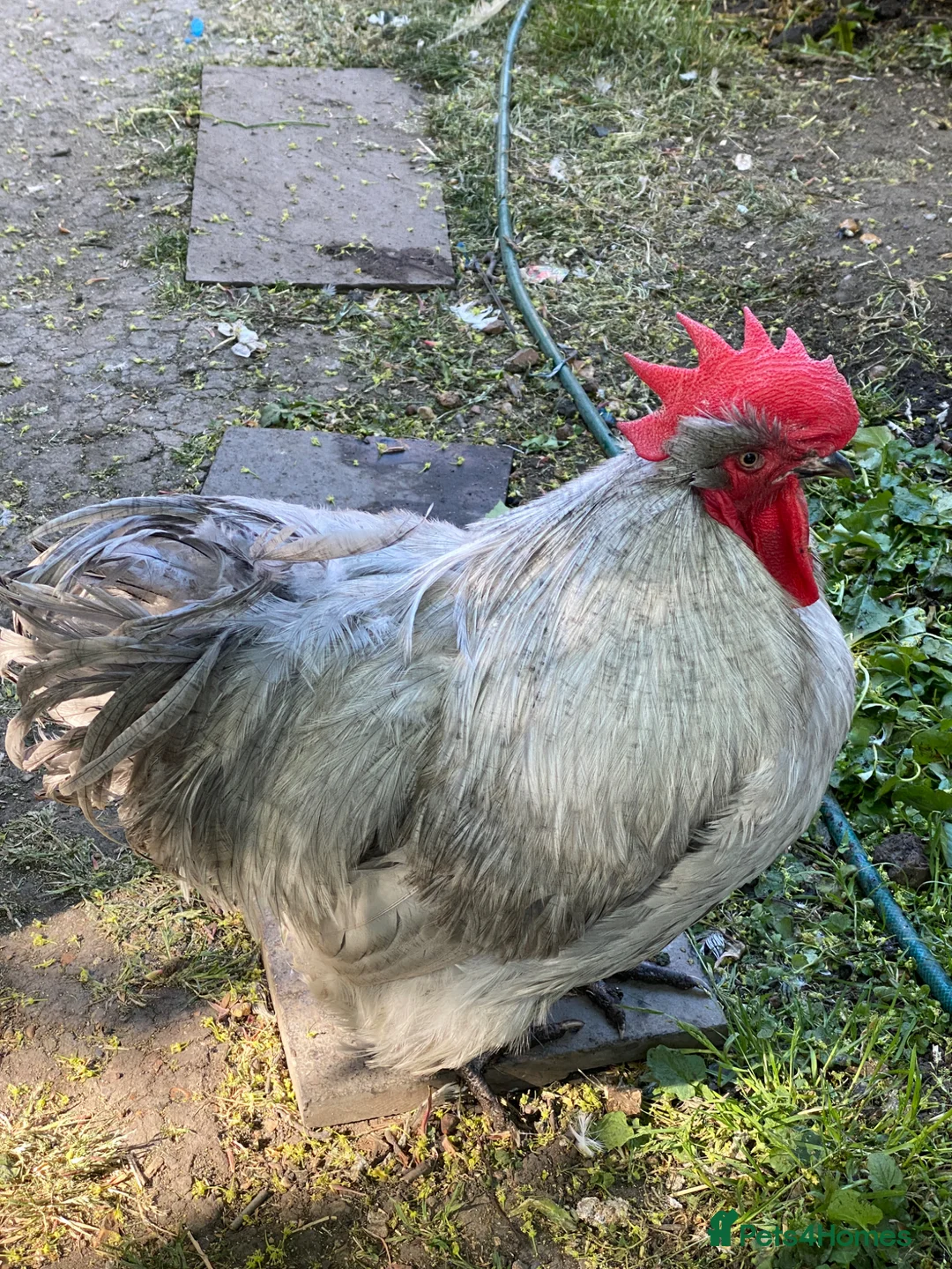 Mixed Breed poultry for sale: Orpington mix (Blue) cockerel in London - Advert 1