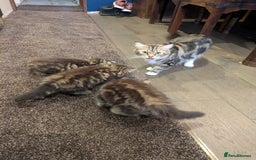 Mixed Breed cats for sale: Adorable Kittens - Image 4