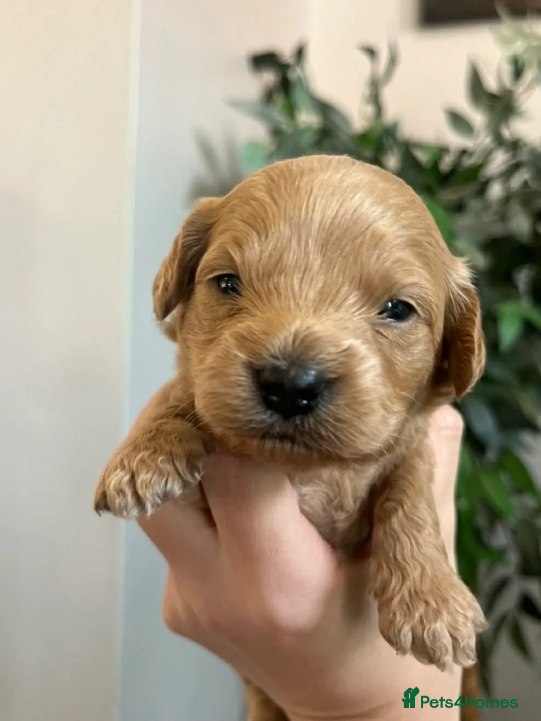 Cockapoo dogs for sale: Cockapoo pups - Advert 2