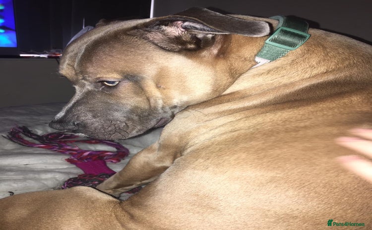 American Bull Staffy dogs - Advert 11