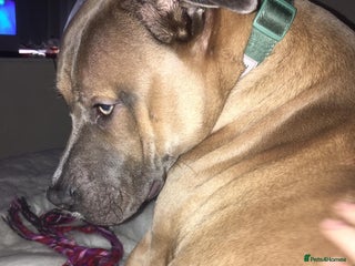 American Bull Staffy dogs - Advert 2