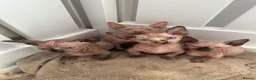 Sphynx cats for sale: Canadian sphynx kittens  - Advert 9