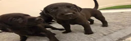Mixed Breed dogs for sale: 🐾 Labrador × Whippet Puppies! 🐾 - Advert 17