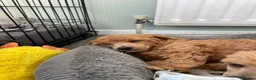 Toy Poodle dogs for sale: Red toy poodles  - Advert 18