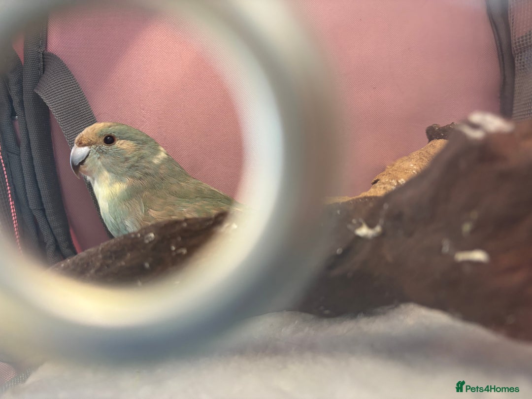 Parakeets birds for sale: Blue/Grey Kakariki - Advert 3