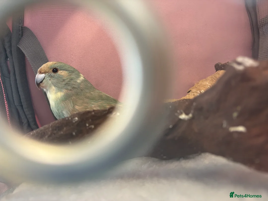 Parakeets birds for sale: Blue/Grey Kakariki - Advert 3