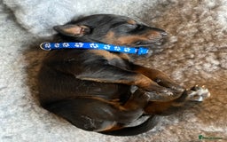 Dobermann dogs for sale: KC REGISTERED DOBERMAN PUPS - Image 6