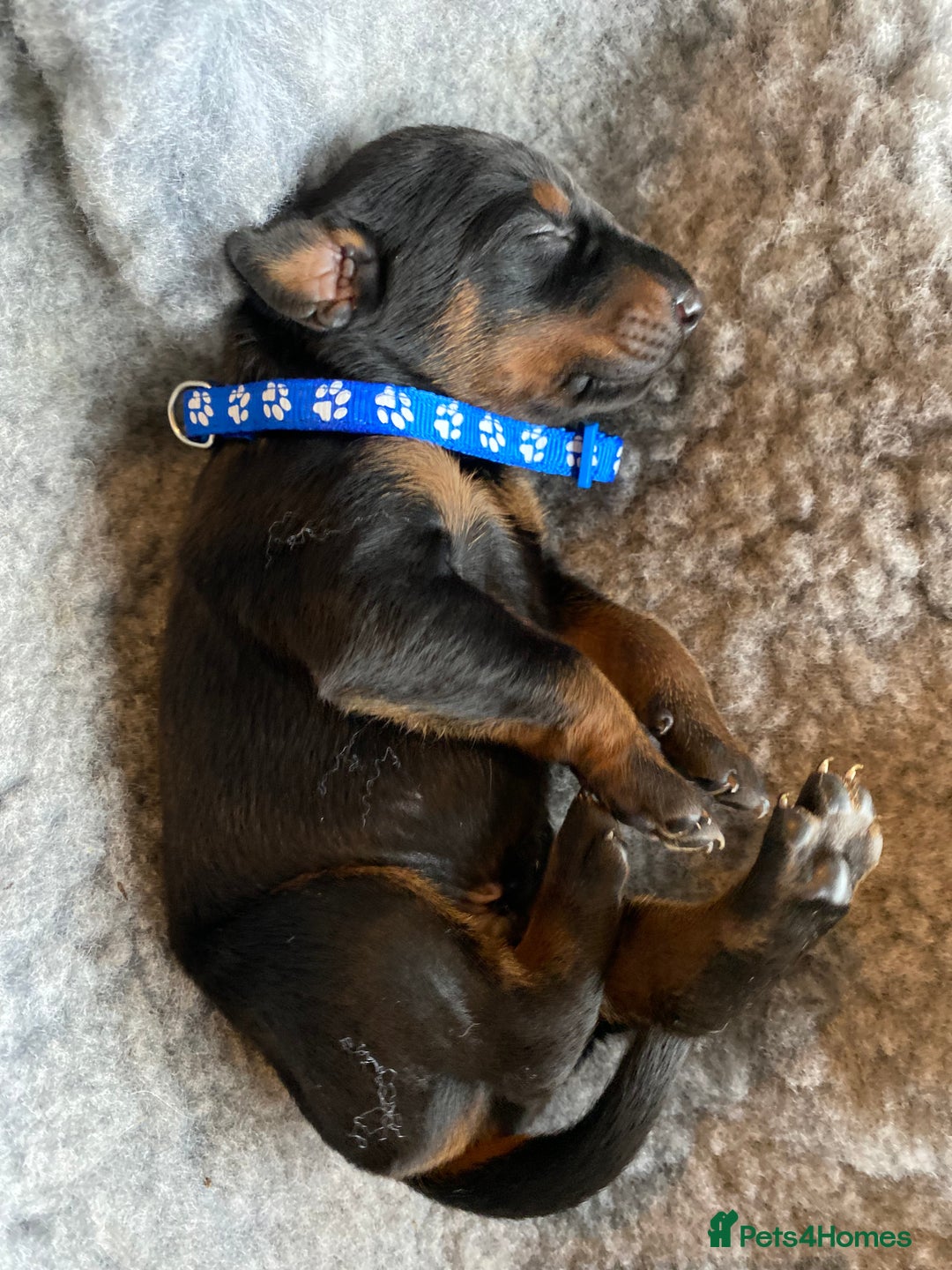 Dobermann dogs for sale: KC REGISTERED DOBERMAN PUPS - Image 6