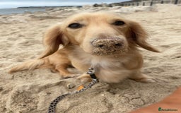 Miniature Dachshund dogs for stud: DNA health tested miniature dachshund  - Image 4