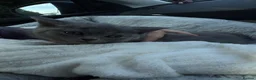 British Shorthair cats for sale: NOW READY British Shorthair Blue Female BEAUTIFUL - Advert 6