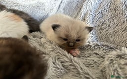 Ragdoll cats for sale: Ragdoll X Persian kittens - Image 3