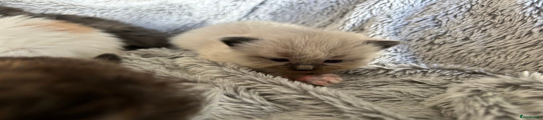 Ragdoll Kitten 1
