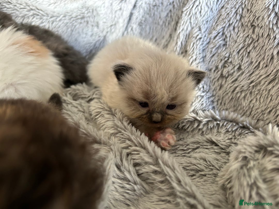Ragdoll cats for sale: Ragdoll X Persian kittens - Image 3