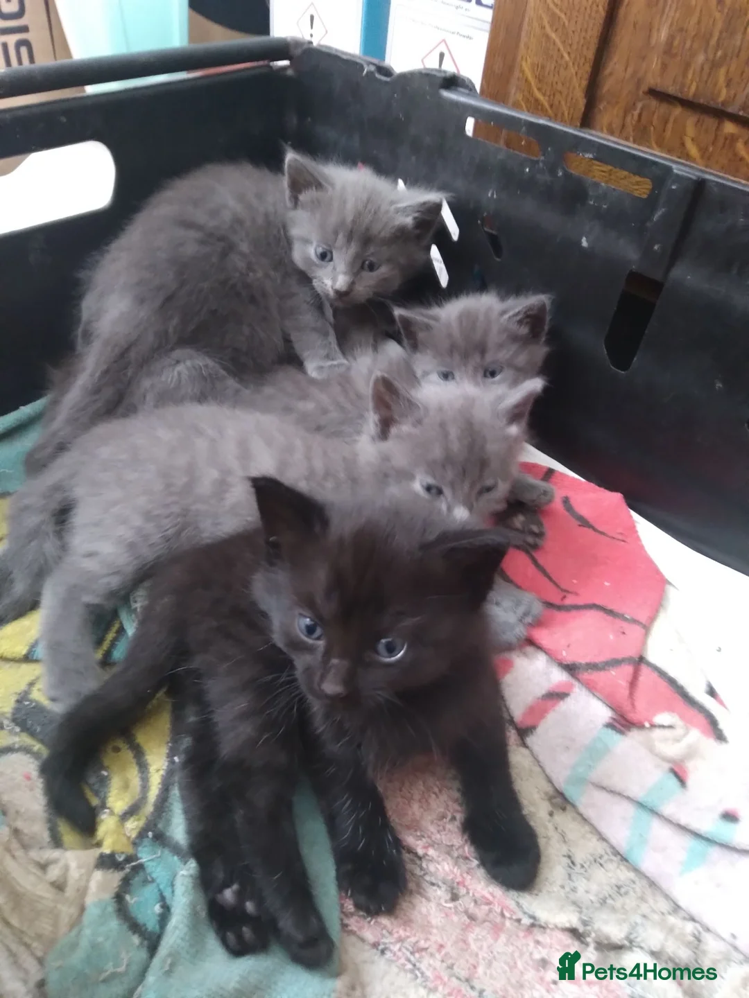 Mixed Breed cats for sale: 5 beautiful kittens.  - Advert 6