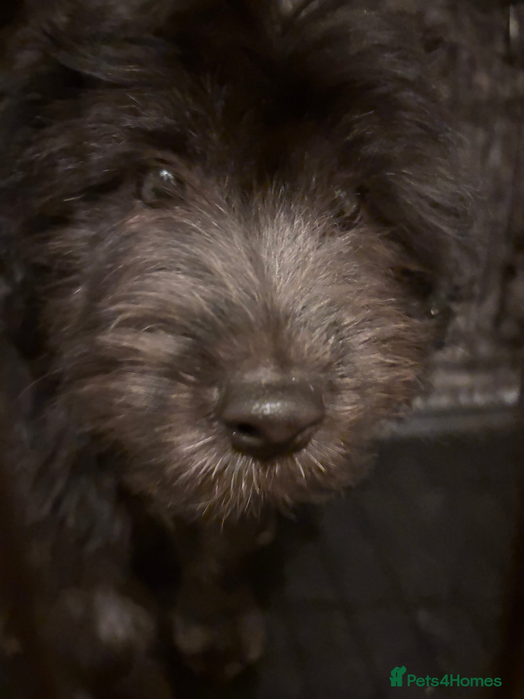 Mixed Breed dogs for sale: Pomeranian x Chihuahua puppies  - Advert 5