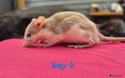 Rat rodents for sale: Male rats available - Image 10