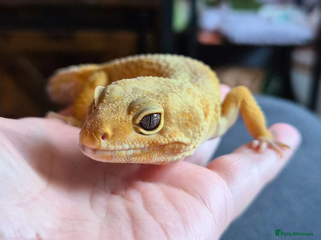 Leopard Gecko reptiles for sale: Leopard Gecko with full setup - Advert 1