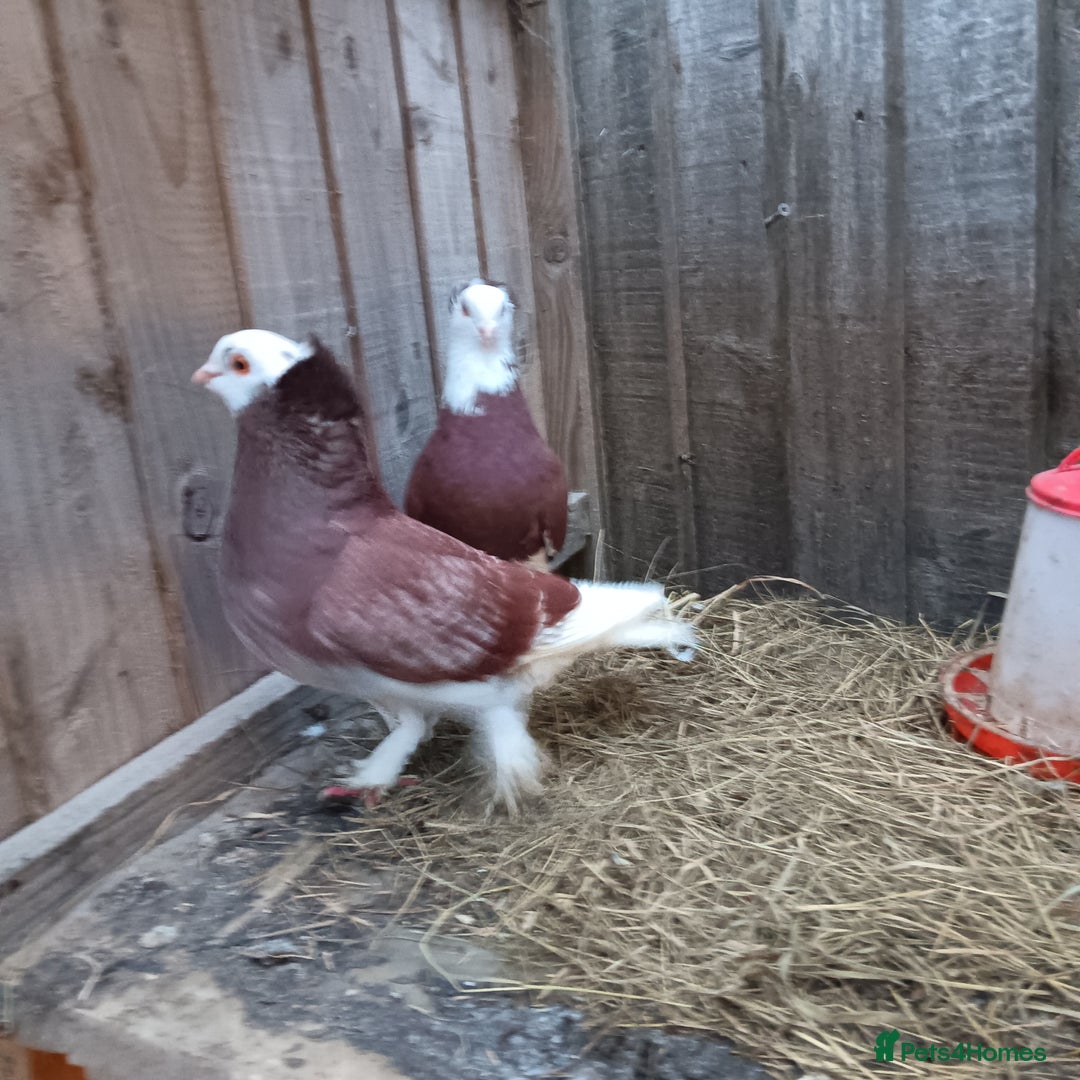 Pigeons birds for sale: Pigeons - Advert 4